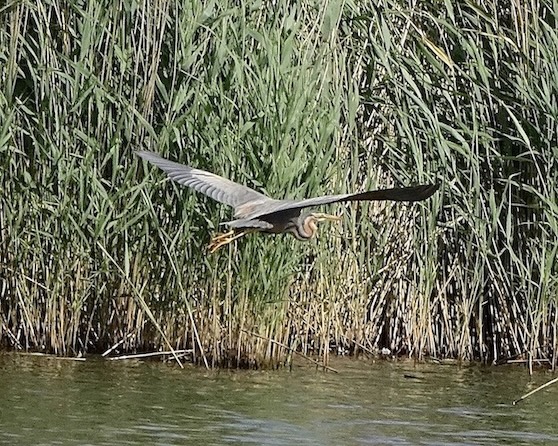 purple heron